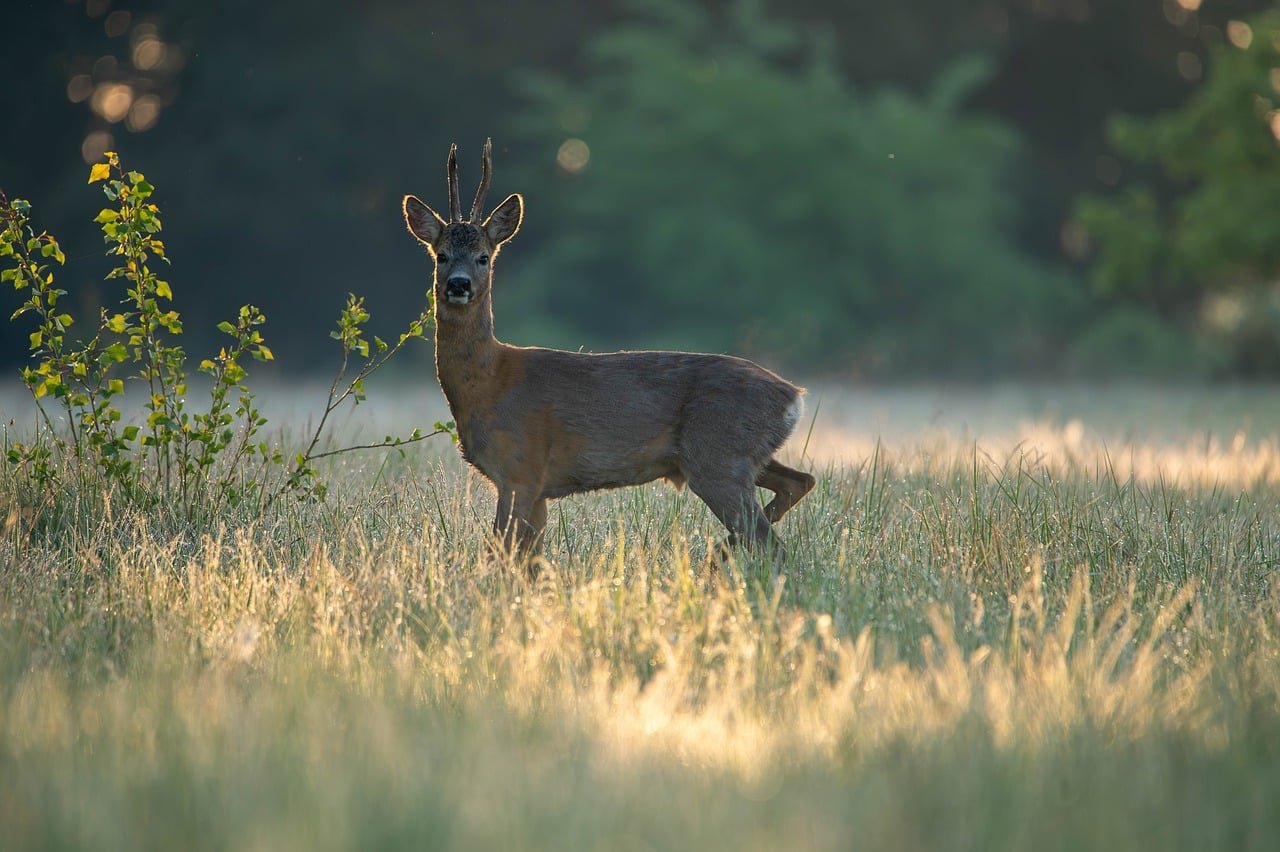 Outdoor Decking Near Me Stanhope Garden